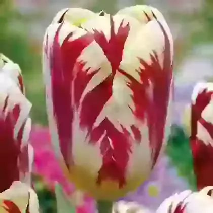 Grand Perfection